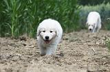 GOLDEN RETRIEVER 635